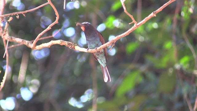 Blue-headed Bee-eater - ML200819891