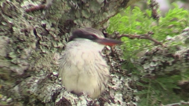 Striped Kingfisher - ML200819931