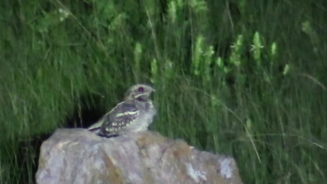 Fiery-necked Nightjar (Black-shouldered) - ML200819941