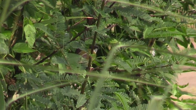 Gray-capped Warbler - ML200819951