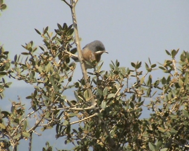 Eastern Subalpine Warbler - ML200819991