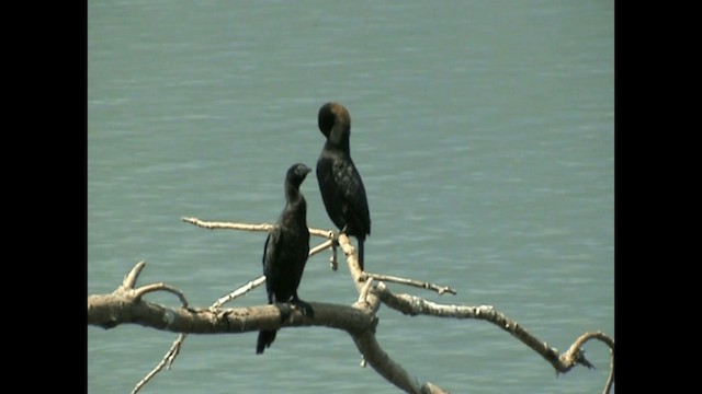 Pygmy Cormorant - ML200820021