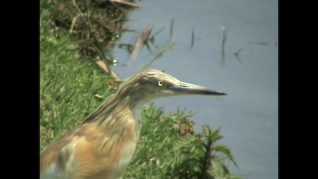 Squacco Heron - ML200820051