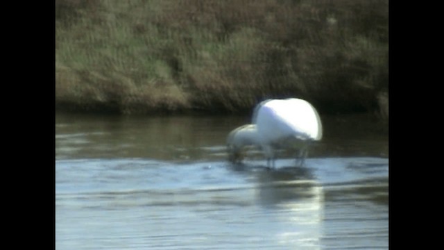 Eurasian Spoonbill - ML200820131