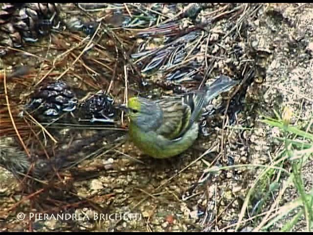 Corsican Finch - ML200820841