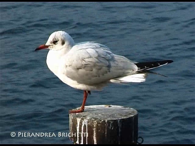 Black-headed Gull - ML200821001