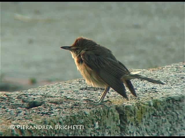 Great Reed Warbler - ML200821091