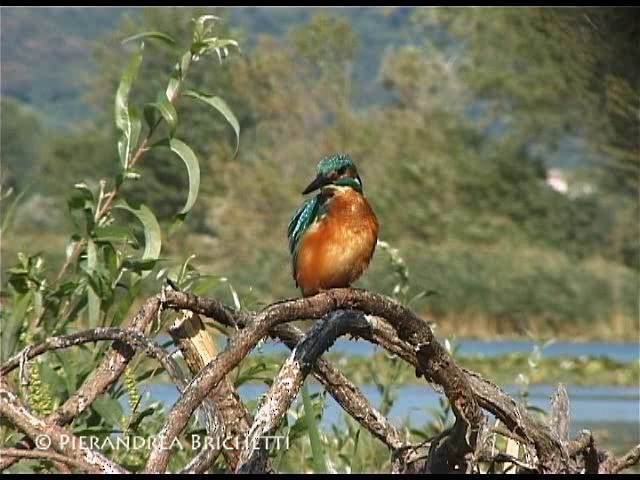 Common Kingfisher (Common) - ML200821111