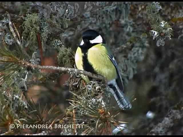 Great Tit (Great) - ML200821211