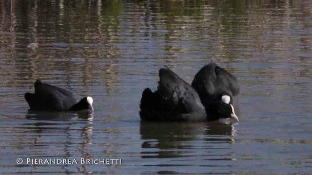 Eurasian Coot - ML200821511