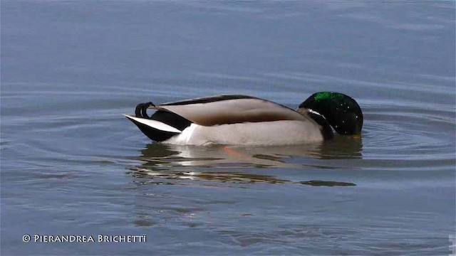 Canard colvert - ML200821521