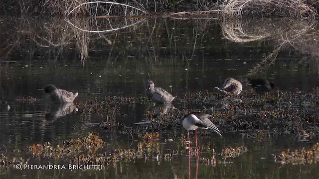 Marbled Duck - ML200821541