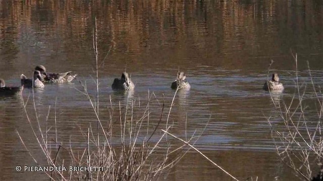 Marbled Duck - ML200821551