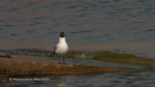 Black-headed Gull - ML200821661