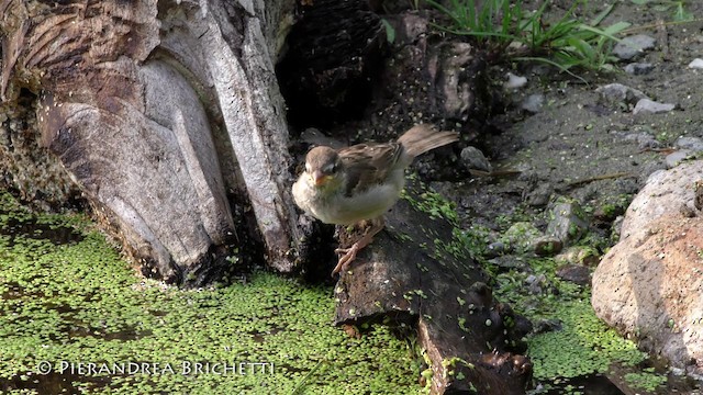 Italian Sparrow - ML200821741