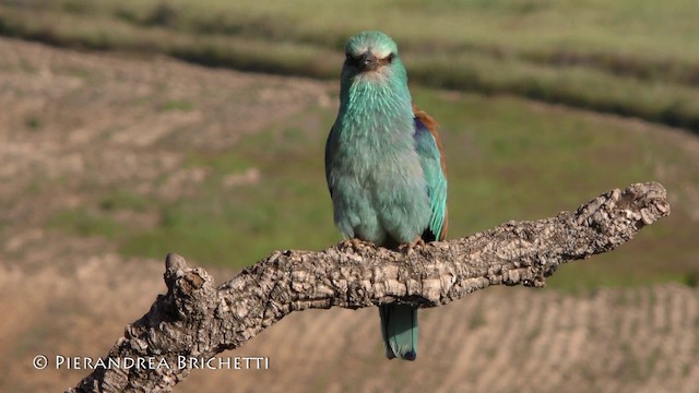 Carraca Europea - ML200821791