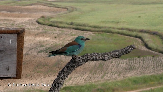 European Roller - ML200821801