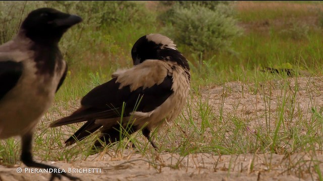 Hooded Crow (Hooded) - ML200822021