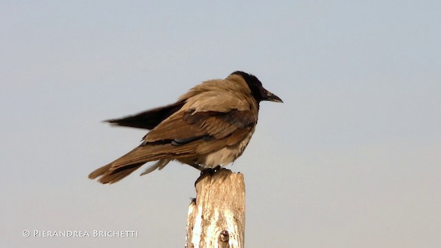 Hooded Crow (Hooded) - ML200822031