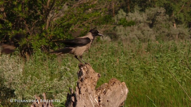 Hooded Crow (Hooded) - ML200822041