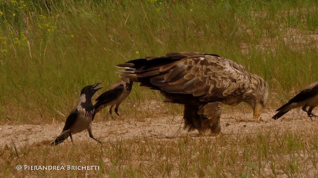 Hooded Crow (Hooded) - ML200822051