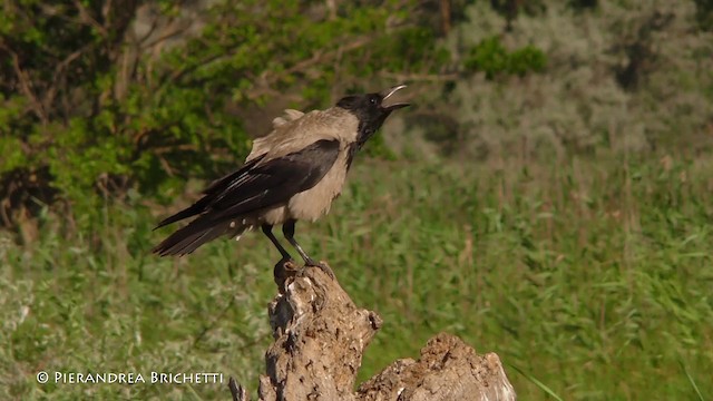 Hooded Crow (Hooded) - ML200822071