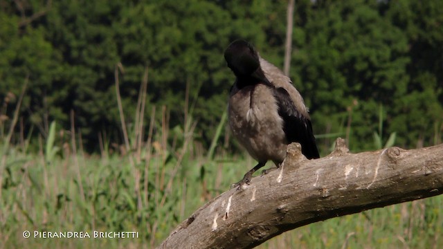 Hooded Crow (Hooded) - ML200822081