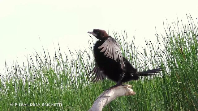 Pygmy Cormorant - ML200822111