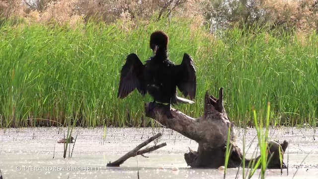 Pygmy Cormorant - ML200822121