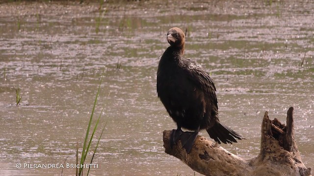 Pygmy Cormorant - ML200822131