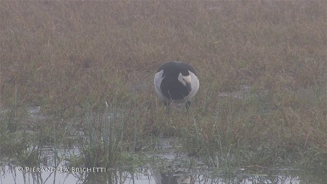 Barnacle Goose - ML200822151