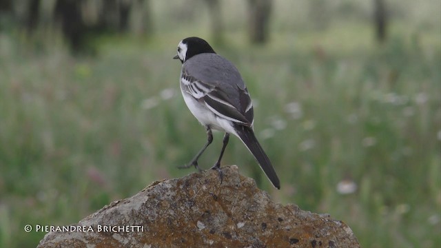 White Wagtail (White-faced) - ML200822361