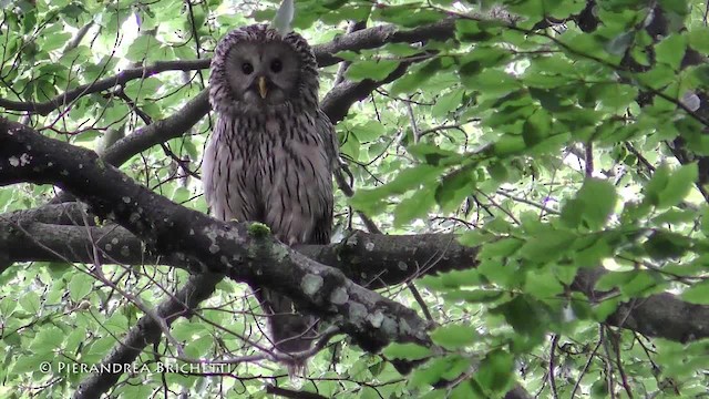 Ural Owl - ML200822391