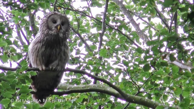 Ural Owl - ML200822401