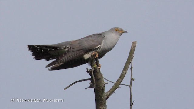 Common Cuckoo - ML200822421