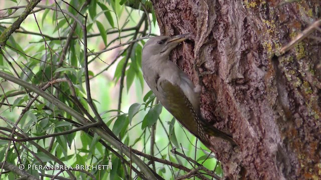 Gray-headed Woodpecker (Gray-headed) - ML200822441