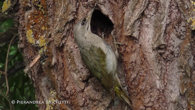 Gray-headed Woodpecker (Gray-headed) - ML200822451