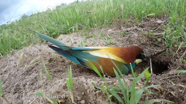 European Bee-eater - ML200822491