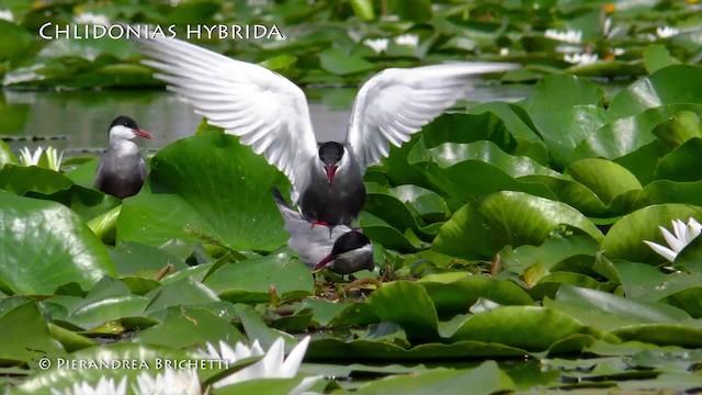 Whiskered Tern - ML200822511