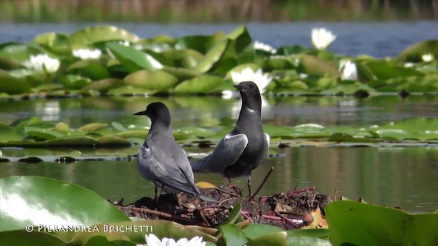 Black Tern (Eurasian) - ML200822521