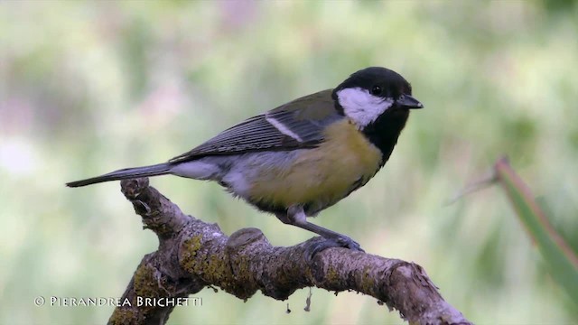 Great Tit (Great) - ML200822571