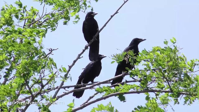 Rook - ML200822631