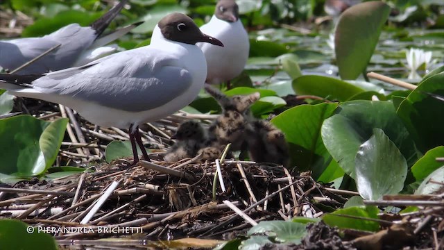 Black-headed Gull - ML200822641