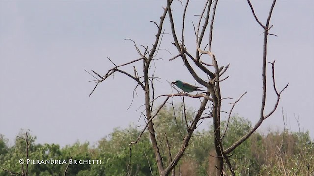 European Roller - ML200822661