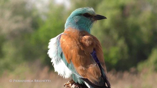 European Roller - ML200822691