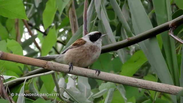 Eurasian Penduline-Tit - ML200822771