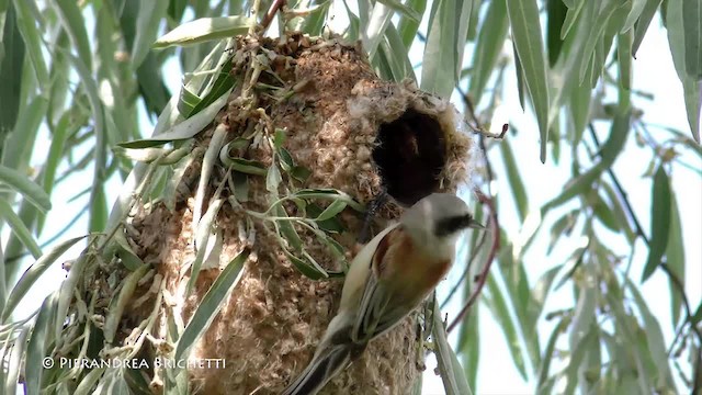 Eurasian Penduline-Tit - ML200822791