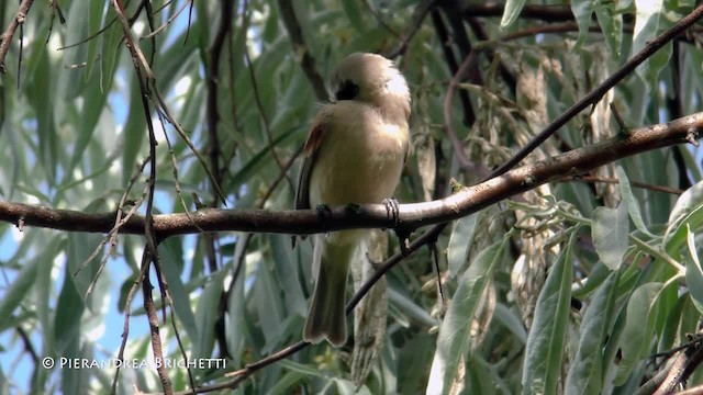 Eurasian Penduline-Tit - ML200822831