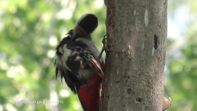 Great Spotted Woodpecker (Great Spotted) - ML200822861