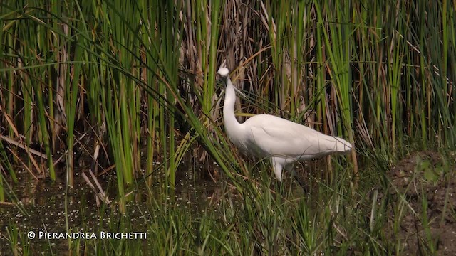 Little Egret (Western) - ML200822891